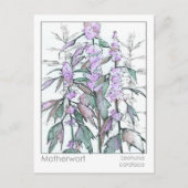 Materia Medica Mutterkraut Pflanzliche Studienkart Postkarte (Vorderseite)
