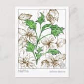 Materia Medica Nettle Medicinal Pflanze Herb Studi Postkarte (Vorderseite)