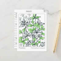 Materia Medica Parsley Gewürzpflanzenkarte