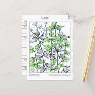 Materia Medica Parsley Gewürzpflanzenkarte Postkarte
