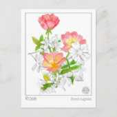 Materia Medica Rose Blume Pflanze Kräuterstudie Ka Postkarte (Vorderseite)