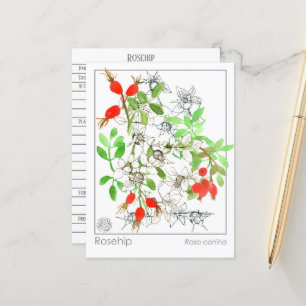 Materia Medica Rosehip Pflanze Kräuterstudie Postkarte