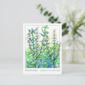 Materia Medica Rosemary Pflanze Herbal Study Card Postkarte (Stehend Vorderseite)