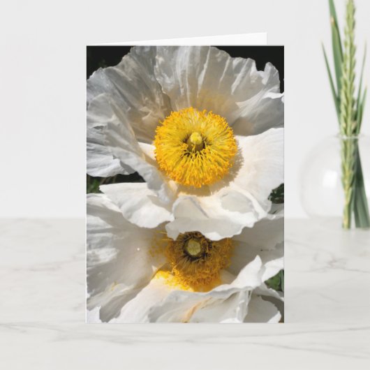 Matilija Poppy Note Card<Blank Inside> Einladung (Vorderseite)