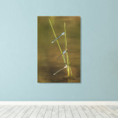 Mating Damselflies Leinwanddruck (Insitu (Holzboden))