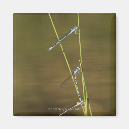 Mating Damselflies Magnet (Vorne)