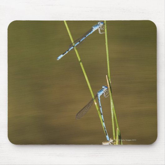 Mating Damselflies Mousepad (Vorne)