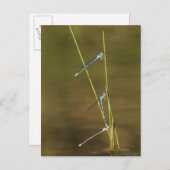 Mating Damselflies Postkarte (Vorne/Hinten)