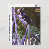 Matschie's Tree Kangaroo Postkarte (Vorne/Hinten)