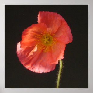 Mattdruck - nahe hohe Blume Poster