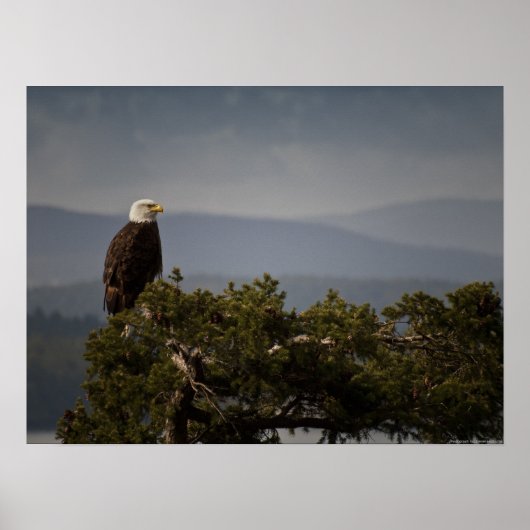 Matte Bald Eagle - Fine Art Print Poster (Vorne)