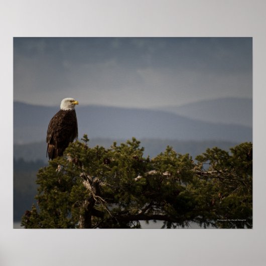 Matte Bald Eagle - Fine Art Print Poster (Vorne)