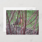 Matthew 6:19-20 Robin Postcard Postkarte (Vorne/Hinten)
