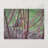 Matthew 6:19-20 Robin Postcard Postkarte (Vorderseite)