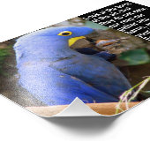Matthew 6:26 mit Blue Macaw Fotodruck (Ecke)