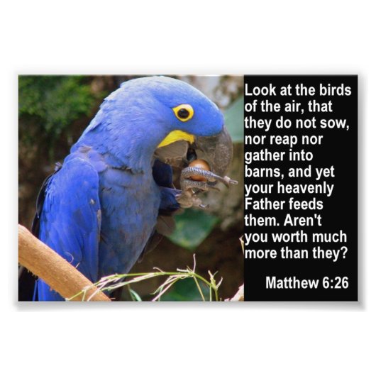 Matthew 6:26 mit Blue Macaw Fotodruck (Vorne)