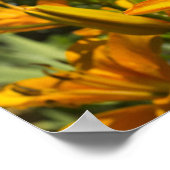 Matthew 6:28-29 poster (Ecke)