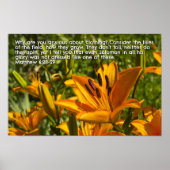 Matthew 6:28-29 poster (Vorne)