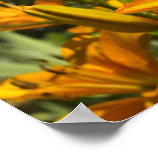 Matthew 6:28-29 poster (Ecke)