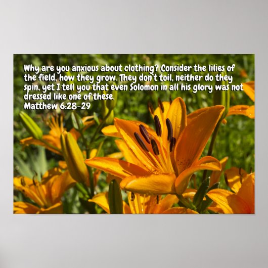 Matthew 6:28-29 poster (Vorne)