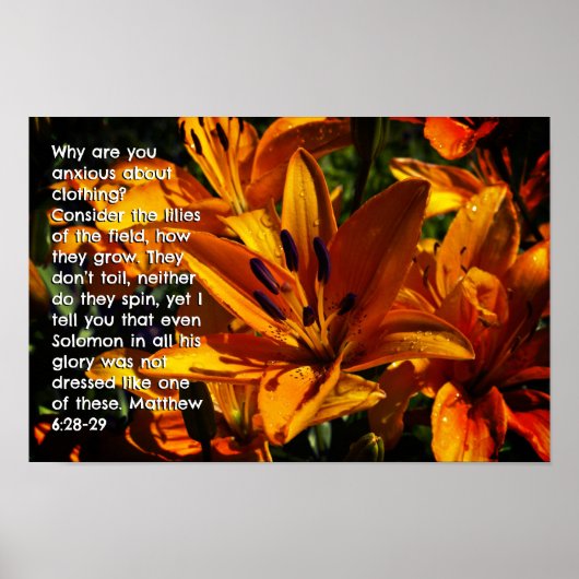 Matthew 6:28-29 poster (Vorne)