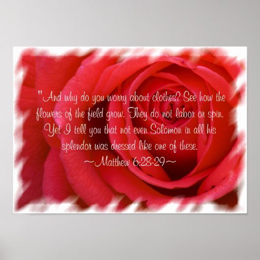 Matthew 6:28-29 Poster 2 (Vorne)