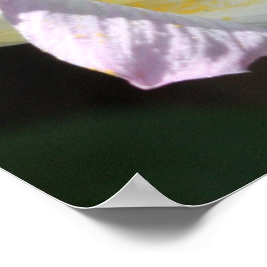 Matthew 6:28 & 29 Scripture Poster (Ecke)