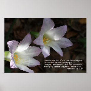 Matthew 6:28 & 29 Scripture Poster
