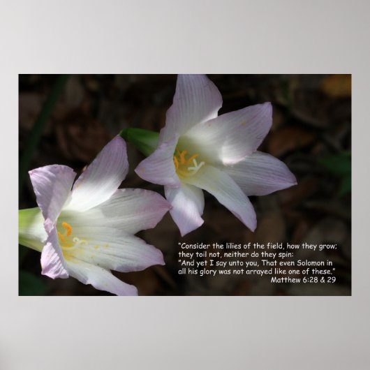 Matthew 6:28 & 29 Scripture Poster (Vorne)