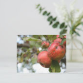 Matthew 7:7-8 Apple-Postkarte Postkarte (Stehend Vorderseite)