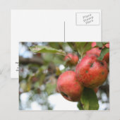 Matthew 7:7-8 Apple-Postkarte Postkarte (Vorne/Hinten)