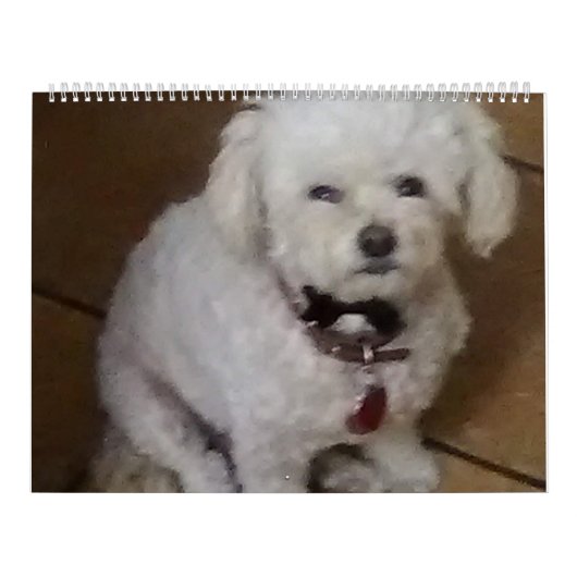 Mattie und Freunde Kalender (Titelbild)