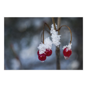 Mattierte Berries Fotodruck