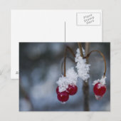Mattierte Berries Postkarte (Vorne/Hinten)
