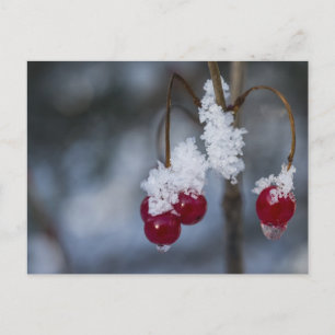 Mattierte Berries Postkarte
