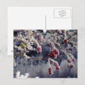 Mattierte Berries Postkarte (Vorne/Hinten)