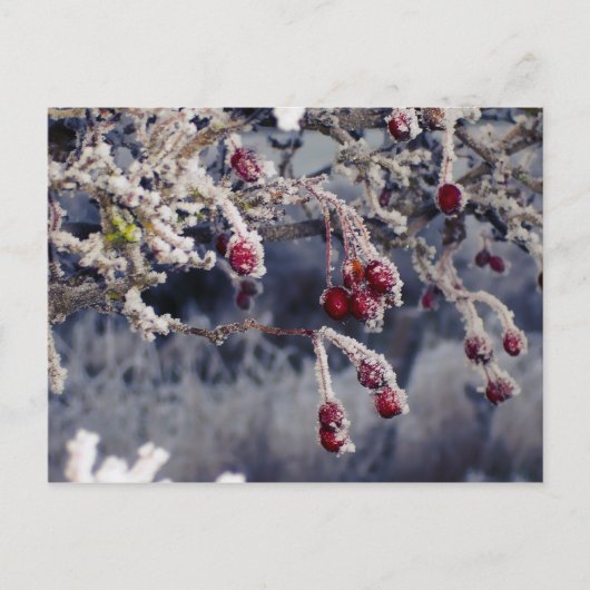 Mattierte Berries Postkarte (Vorderseite)