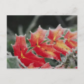 mattierte Blätter Postkarte (Vorderseite)