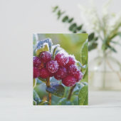 Mattierte Longonbeeren Postkarte (Stehend Vorderseite)