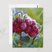 Mattierte Longonbeeren Postkarte (Vorne/Hinten)