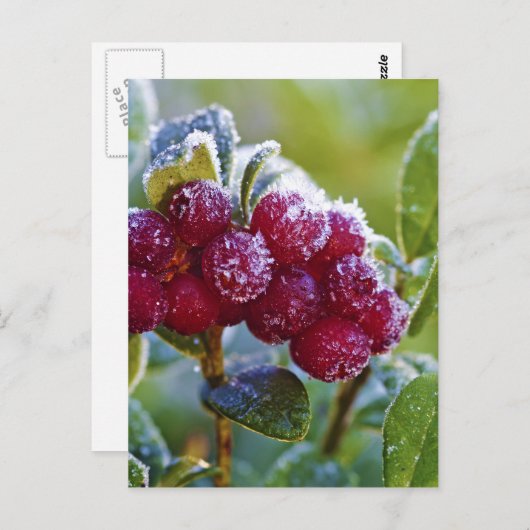 Mattierte Longonbeeren Postkarte (Vorne/Hinten)