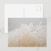 Mattierte Wintergras Postkarte (Vorne/Hinten)