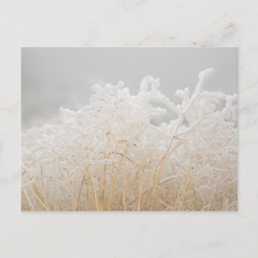 Mattierte Wintergras Postkarte (Vorderseite)