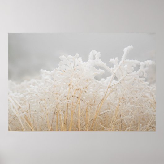 Mattierte Wintergräser Poster (Vorne)