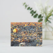Mattierter Pumpkin-Patch Postkarte (Stehend Vorderseite)