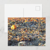 Mattierter Pumpkin-Patch Postkarte (Vorne/Hinten)