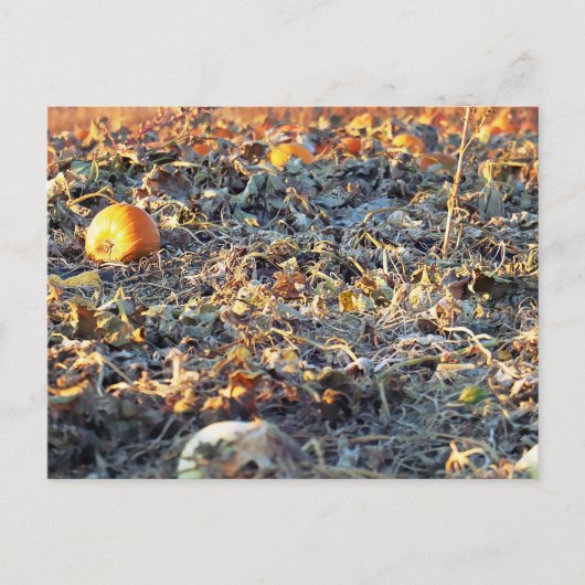 Mattierter Pumpkin-Patch Postkarte (Vorderseite)