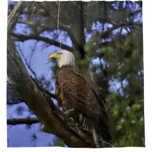 Mature Bald Eagle Duschvorhang (Vorderseite)