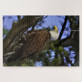 Mature Bald Eagle Jigsaw Puzzle (Horizontal)