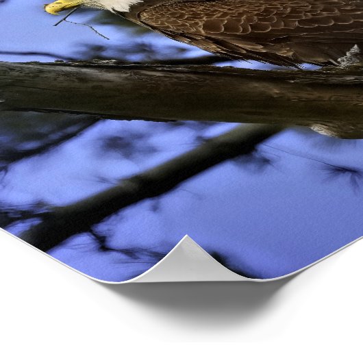 Mature Bald Eagle Poster (Ecke)